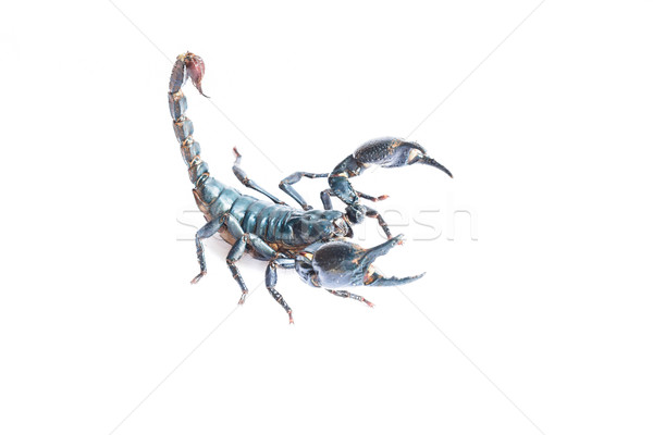 Schwarz Skorpion isoliert weiß Natur Tier Stock foto © prajit48