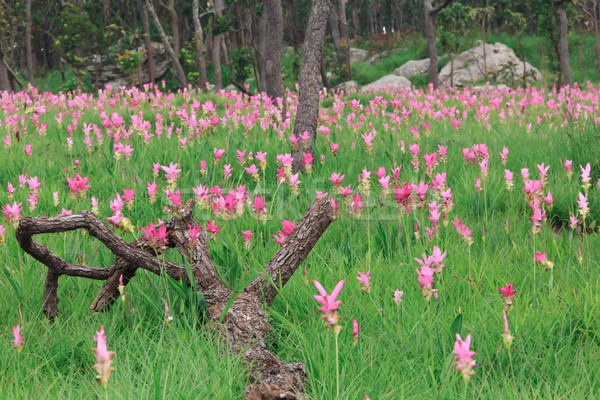 Tulipani selvatico fioritura giungla fiore primavera Foto d'archivio © prajit48