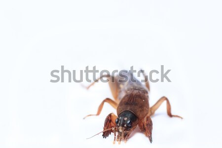 Foto stock: Toupeira · críquete · isolado · branco · textura · natureza