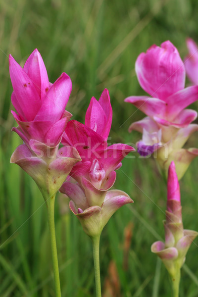 Tulipani selvatico fioritura giungla fiore primavera Foto d'archivio © prajit48