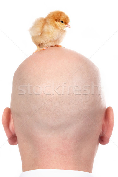 Chick Stock photo © pressmaster