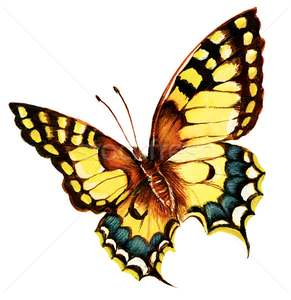 Foto stock: Pintura · brillante · mariposa · blanco · primavera · naturaleza