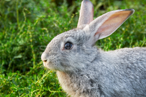 Gris conejo imagen cauteloso hierba verde aire libre Foto stock © pressmaster