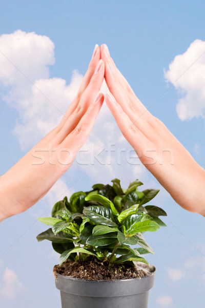 Imagine de stoc: Protecţie · verde · plantă · femeie · mâini · cer