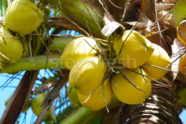 Kókuszdió pálmafa közelkép citromsárga égbolt étel Stock fotó © pressmaster