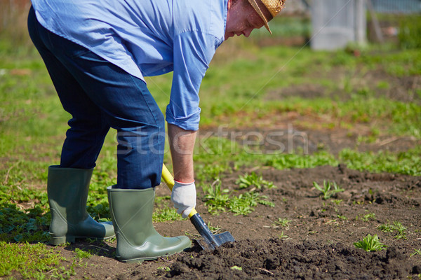 Farmer digging Stock photo © pressmaster