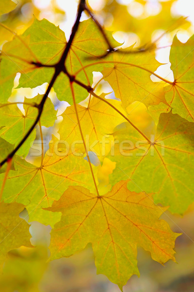 Najaar takje foto Geel groene bladeren blad Stockfoto © pressmaster