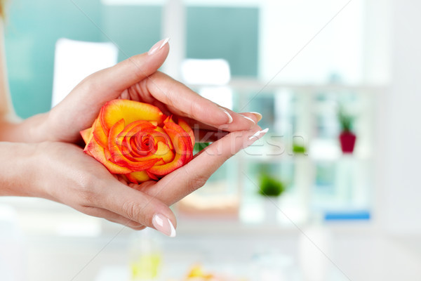 Stieg weiblichen halten rosebud Hände Französisch Maniküre Stock foto © pressmaster