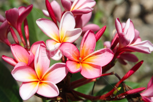 Roze afbeelding mooie bloemen gegroeid bali Stockfoto © pressmaster