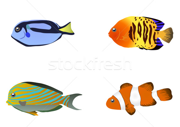 tropical fishes  Stock photo © pressmaster