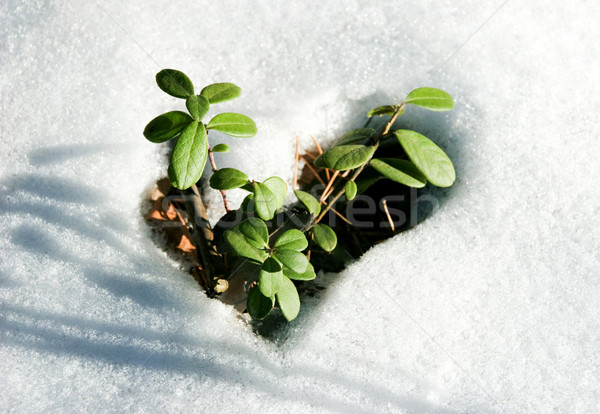 Small sprouts Stock photo © pressmaster