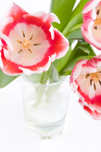 Tulips Stock photo © pressmaster