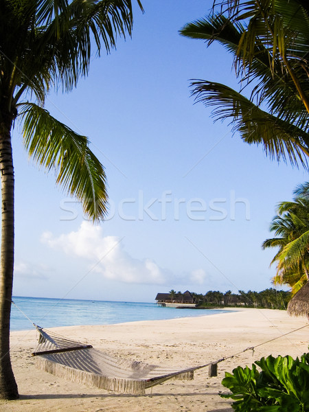 Friedlich Stelle heiter Strand Meer Hängematte Stock foto © pressmaster