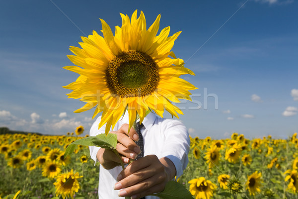 Stock foto: Sonnig · Sonnenblumen · Bild · weiblichen · versteckt · Gesicht