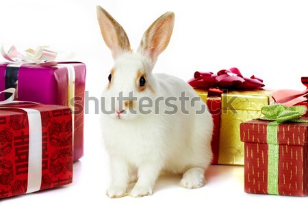 Conejo regalos imagen cauteloso naturaleza cuadro Foto stock © pressmaster