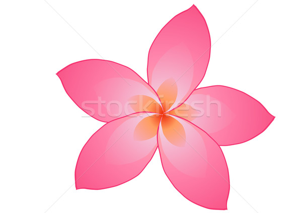 Fragrância rosa flor isolado branco natureza Foto stock © pressmaster