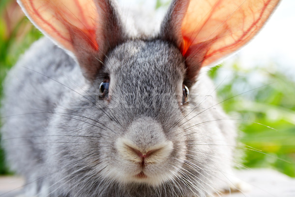 Conejo hocico imagen cauteloso gris vacaciones Foto stock © pressmaster