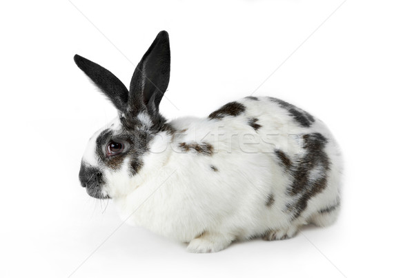 Fluffy säugetier Bild weichen fleckig Kaninchen Stock foto © pressmaster