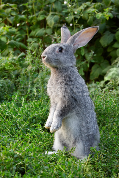Imagen cauteloso conejo pie hierba verde verano Foto stock © pressmaster
