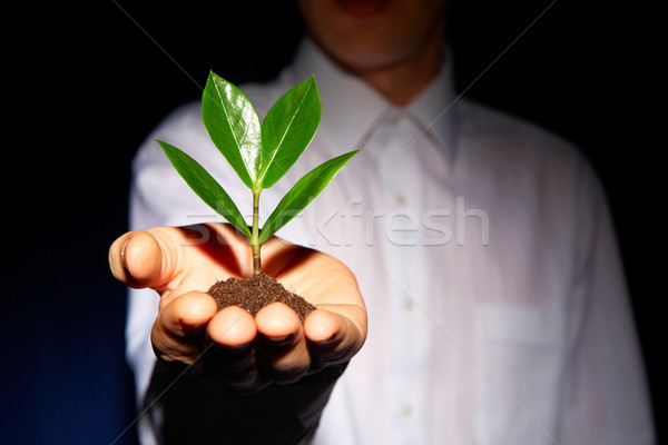 Young foliage Stock photo © pressmaster