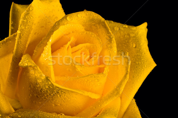 Flor primer plano frescos amarillo capullo de rosa aislado Foto stock © pressmaster