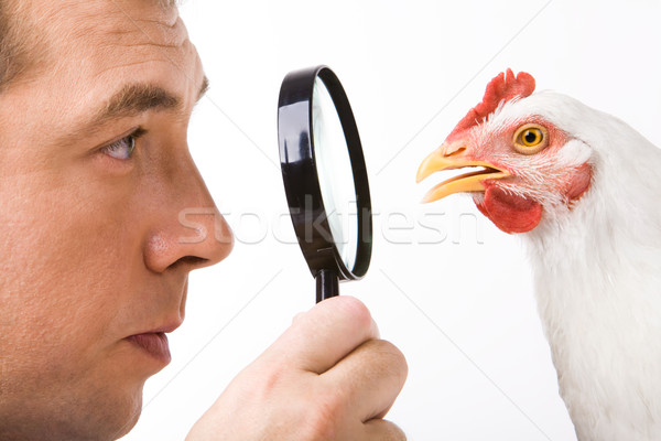 Foto stock: Homem · galinha · olhando · outro · lente