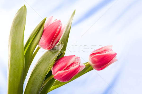 Bunch of tulips Stock photo © pressmaster