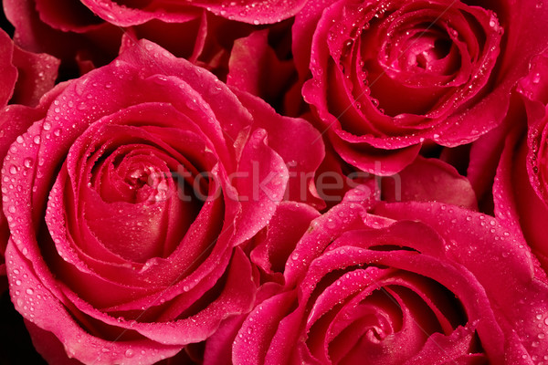 Macro tiro rosas vermelhas gotas de água pétalas Foto stock © pressmaster