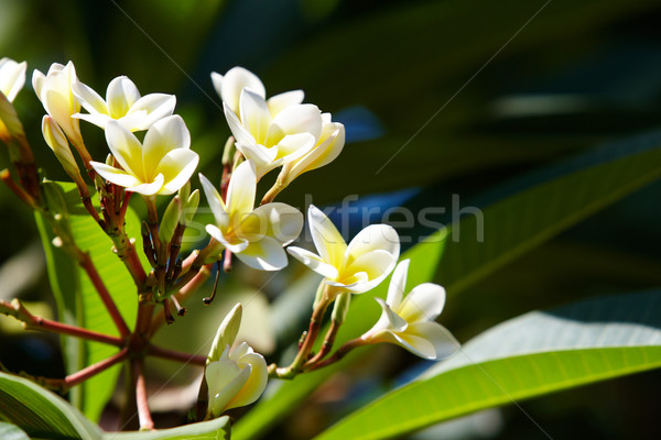 Plumeria Stock photo © pressmaster