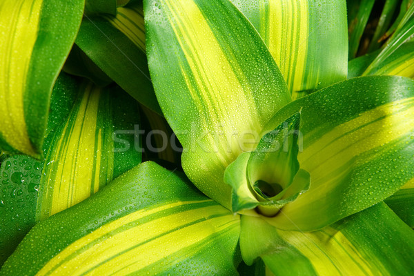 Tröpfchen Blätter Makro Bild frischen grünen Stock foto © pressmaster