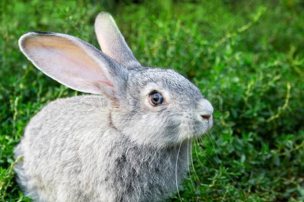 Conejo hierba imagen cauteloso hierba verde aire libre Foto stock © pressmaster