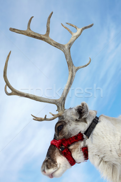 Jeleń widok z boku kaganiec renifer zimą niebieski Zdjęcia stock © pressmaster