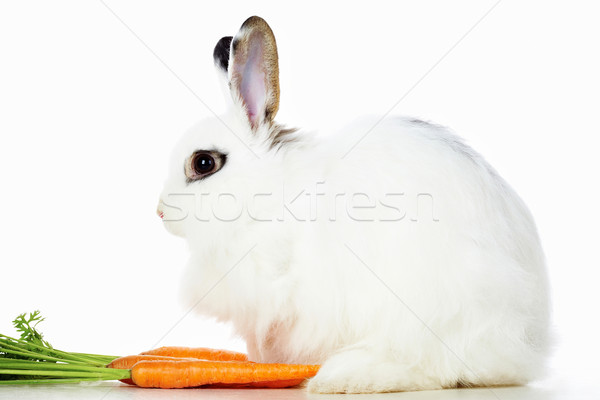 Iepure morcovi imagine precaut suculent şedinţei Imagine de stoc © pressmaster