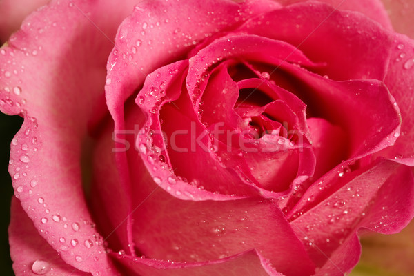 Rosa capullo de rosa macro tiro Foto stock © pressmaster