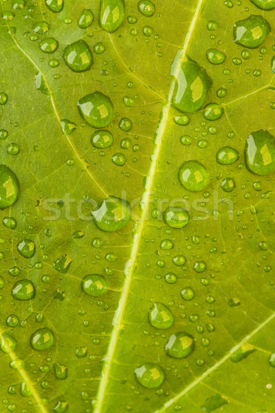 Friss levél tapéta felület merő esőcseppek Stock fotó © pressmaster