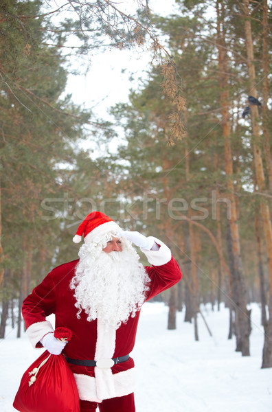 Sposób Święty mikołaj patrząc zimą lasu Zdjęcia stock © pressmaster