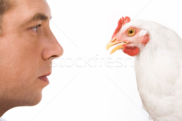 Foto d'archivio: Uomo · gallina · bianco · pollo · guardando · sfondo