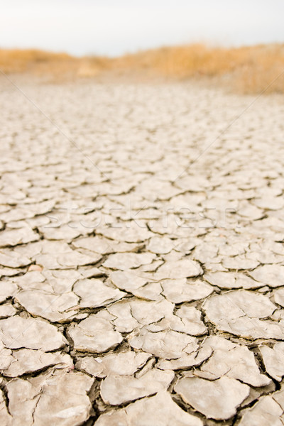 Desert Stock photo © pressmaster