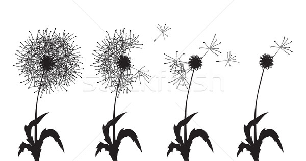 several dandelions  Stock photo © pressmaster