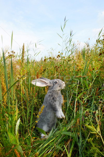 Bunny trawy obraz ostrożny królik stałego Zdjęcia stock © pressmaster