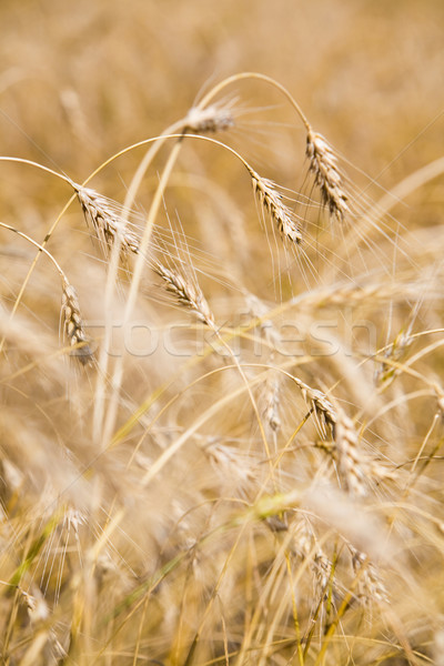 Stock photo: Golden crops