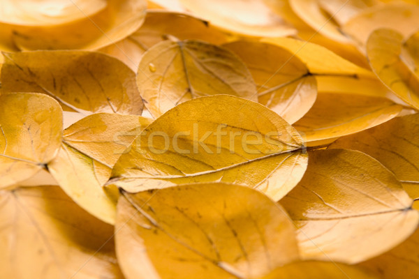 Leafage Stock photo © pressmaster