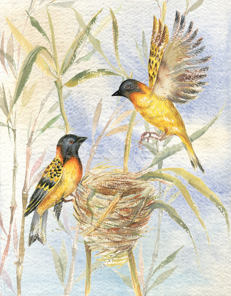 Zeichnung zwei Vögel Sitzung Nest blauer Himmel Stock foto © pressmaster