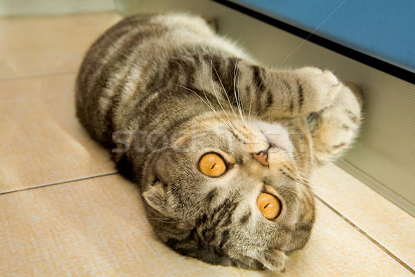 Cute chat image gris jaune yeux Photo stock © pressmaster