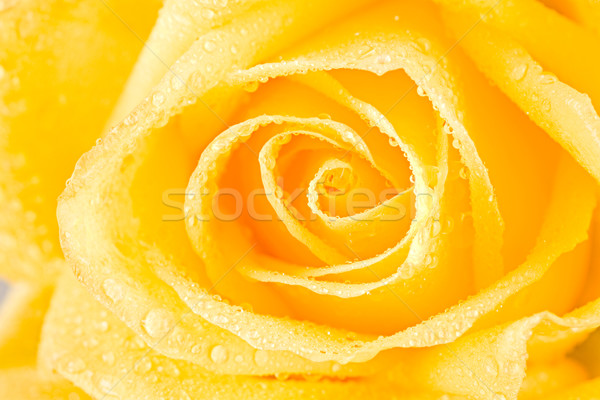 Amarelo rosebud abrir orvalho gotas Foto stock © pressmaster