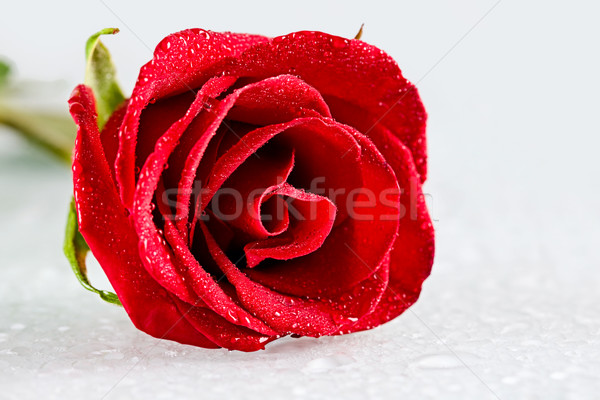 Fresh rose Stock photo © pressmaster