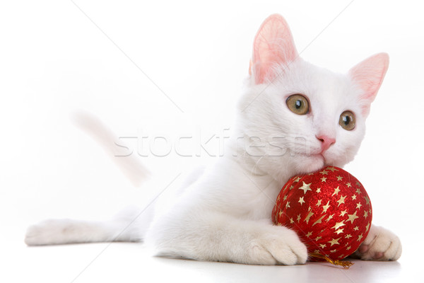 Cat with red toy Stock photo © pressmaster