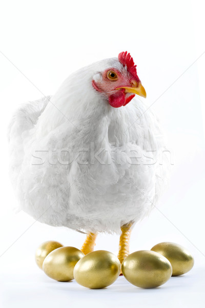 Poule image or oeufs Pâques oeuf [[stock_photo]] © pressmaster