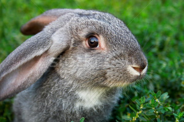Drăguţ animale de companie imagine precaut iepure iarba verde Imagine de stoc © pressmaster
