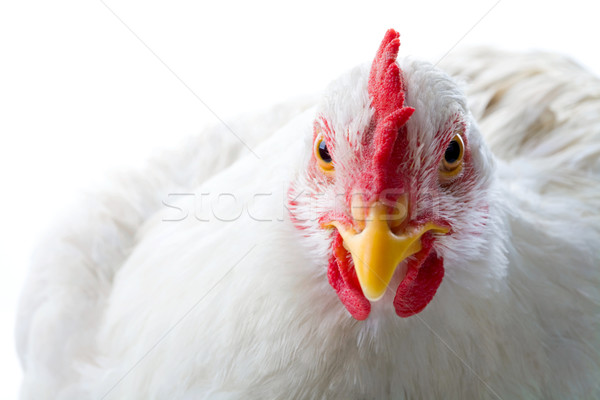 Zdjęcia stock: Biały · kurczaka · patrząc · kamery · studio